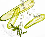 Gentle Mist Lily Of The Valley