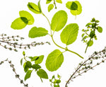 Power Mist Frosted Mint