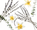 Power Mist Pure Lavender